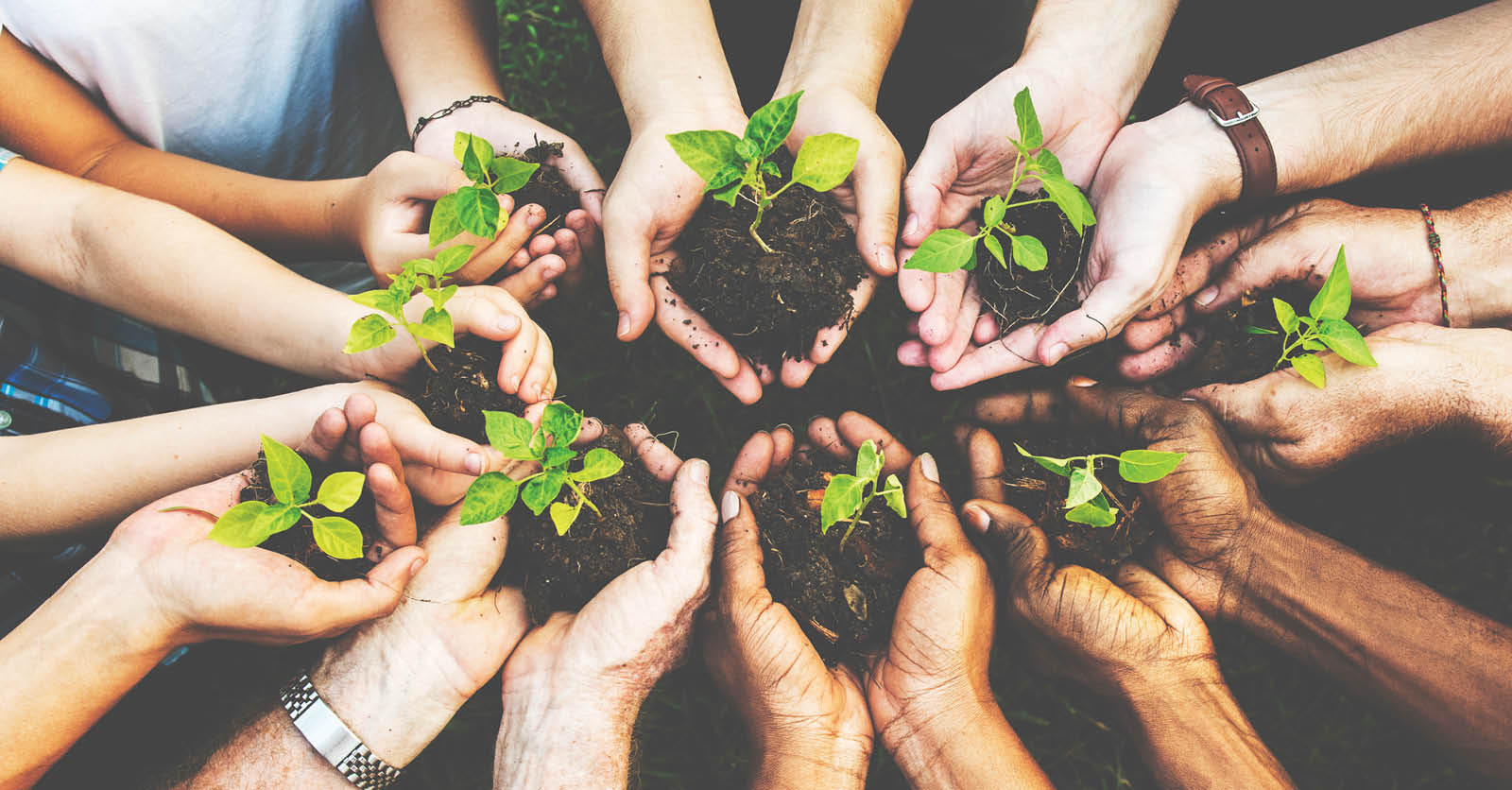 Sustainability_greens iStock-671263770
